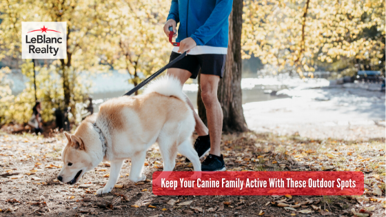 April is Active Dog Month, so we've put together some of the best places where you and your canine family can explore and get some exercise.
