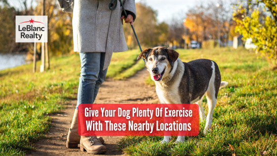 A healthy dog is a happy dog. Here are the nearby spots where your canine family members can get plenty of exercise.